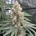 Sugar Cane