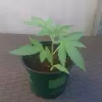 FastBuds Grow