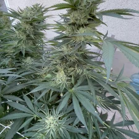 25 Lemon Cream Kush