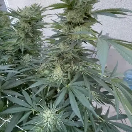 25 Lemon Cream Kush