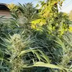 25 Tropicana Cookies Fast