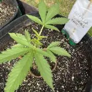 26 Gorilla Cookies Fast