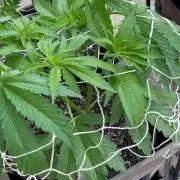 26 Gorilla Cookies Fast