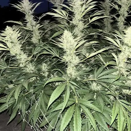 25 Tropicana Cookies Fast