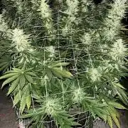 26 Amnesia Haze Fast