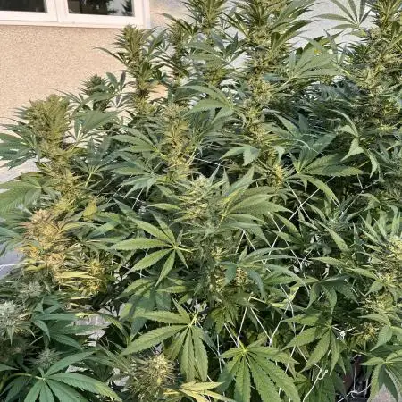 25 Tropicana Cookies Fast