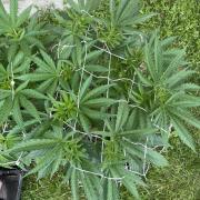 26 Gorilla Cookies Fast