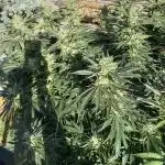 25 Lemon Cream Kush