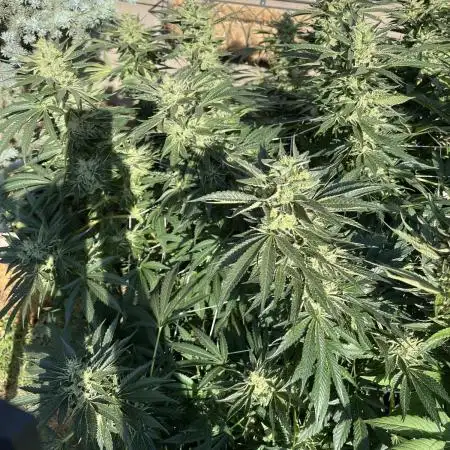 25 Lemon Cream Kush