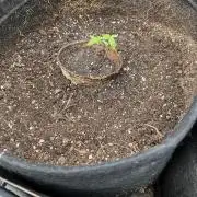 Amnesia Haze Fast ?