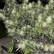 26 Purple Ghost Candy