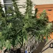 26 Purple Ghost Candy