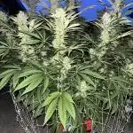 25 Tropicana Cookies Fast