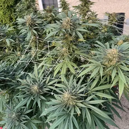 25 Sunday Punch EV