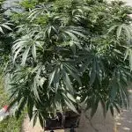 25 Lemon Cream Kush