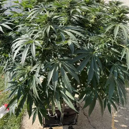 25 Lemon Cream Kush