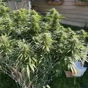 26 Gorilla Cookies Fast