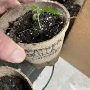 Gorilla Cookies Fast