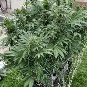 26 Amnesia Haze Fast