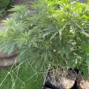 26 Gorilla Cookies Fast
