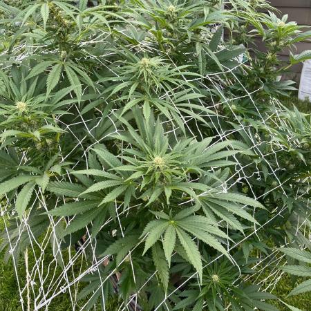 26 Amnesia Haze Fast