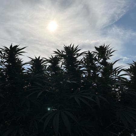 25 Lemon Cream Kush