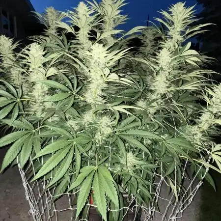 25 Tropicana Cookies Fast