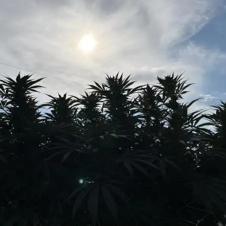 25 Lemon Cream Kush