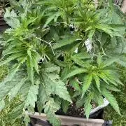 26 Amnesia Haze Fast