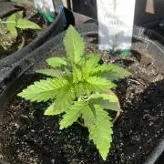 26 Amnesia Haze Fast