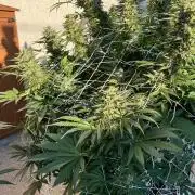 26 Amnesia Haze Fast