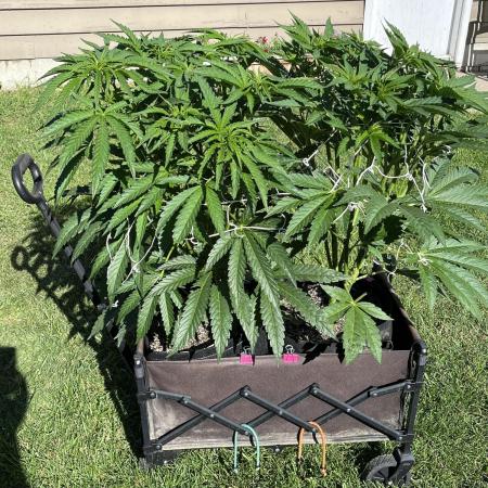 25 Lemon Cream Kush