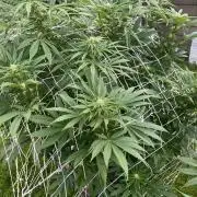 26 Amnesia Haze Fast