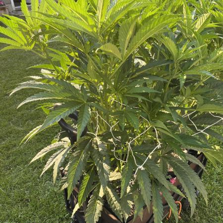 25 Lemon Cream Kush