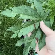 26 Amnesia Haze Fast