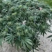 26 Gorilla Cookies Fast