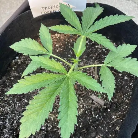25 Tropicana Cookies Fast