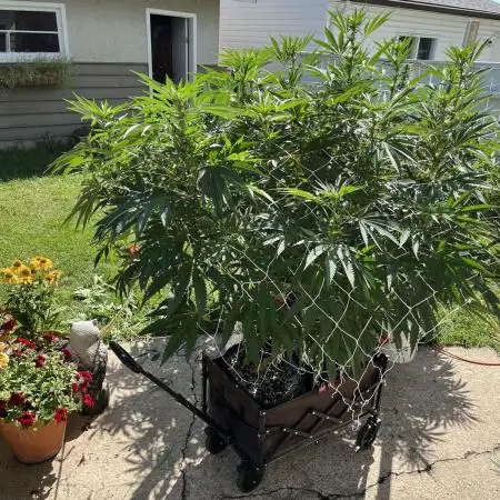 25 Lemon Cream Kush