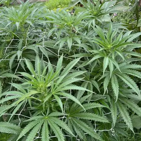 25 Lemon Cream Kush