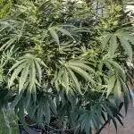 25 Lemon Cream Kush