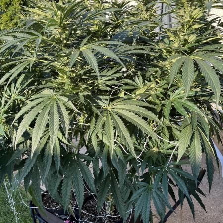 25 Lemon Cream Kush
