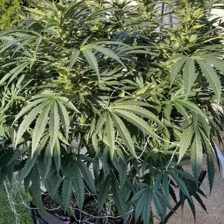 25 Lemon Cream Kush