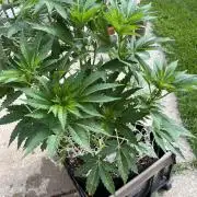 26 Amnesia Haze Fast
