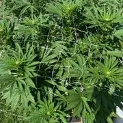 26 Amnesia Haze Fast