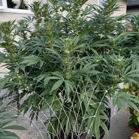 25 Tropicana Cookies Fast