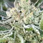 25 Lemon Cream Kush