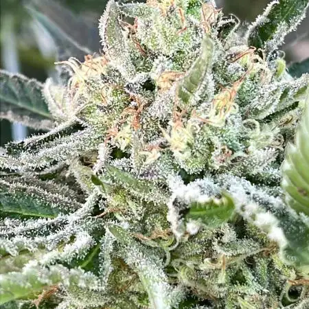 25 Lemon Cream Kush