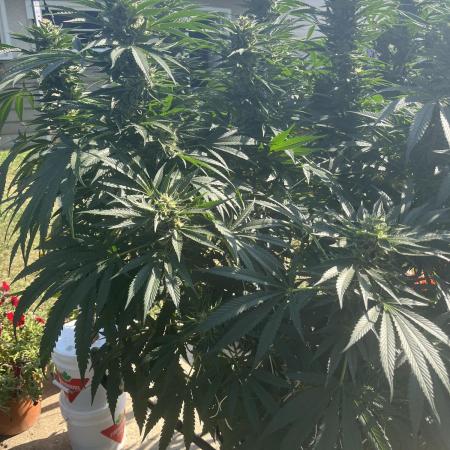 25 Lemon Cream Kush