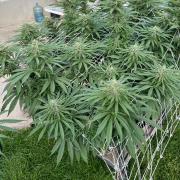 26 Gorilla Cookies Fast