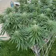 26 Gorilla Cookies Fast